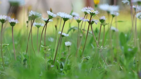 Wild daisies i bloom in spring meadow Stock Footage 331983840