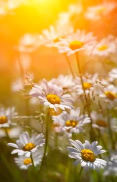 Wild daisies Stock Photos