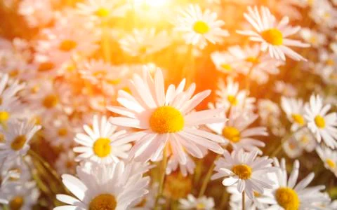Wild daisies Stock Photos