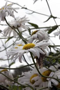 Wild daisies Stock Photos
