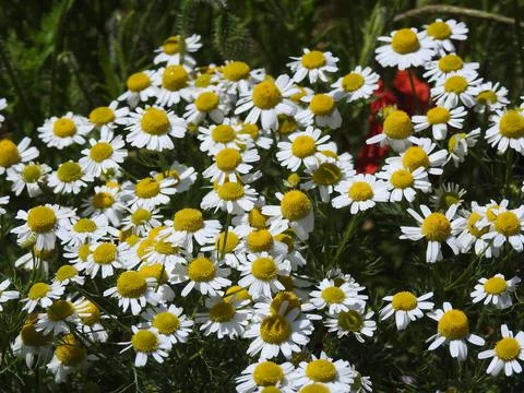 Wild daisies Stock Photos