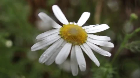 Wild daisies in summer cold rain Stock Footage 60056746