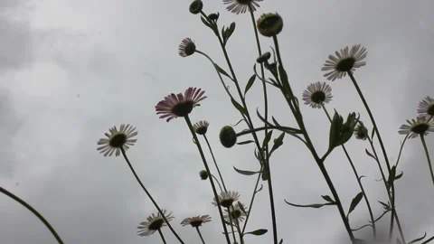 Wild daisies swaying in the wind under a moody gray sky, low angle view. Stock-Footage 334352659
