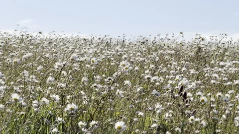 Wild daisy field blowing in wind detail Stock Footage 336516310