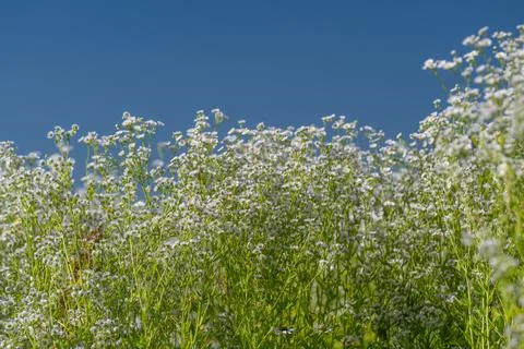 Wild daisy fleabane flowers dancing in the gentle summer breeze under a cle.. Stock Photos