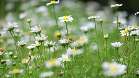 Wild daisy flowers in bloom in spring meadow Stock Footage 331983949