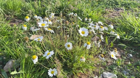 Wild daisy flowers Stock Footage 333523073