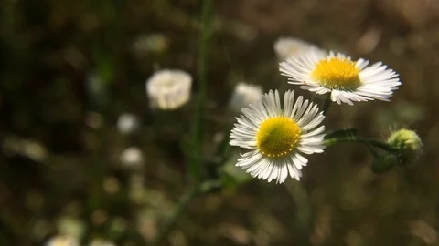 Wild daisy flowers in wind Stock Footage 125729666