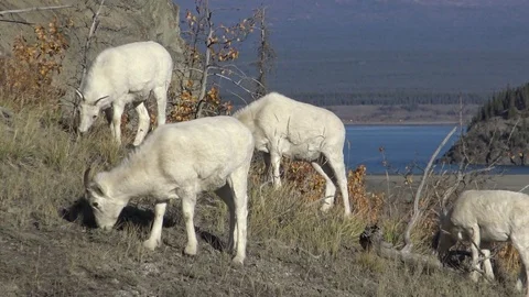 Wild Dall Sheep Grazing on a Mountain Ridge in Northern Canada Stock Footage 74907878