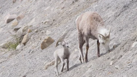 Wild Dall Sheep - Telephoto shot of a Ewe and a lamb in the wild. Stock Footage