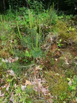 WILD  DAMAGE Stock Photos