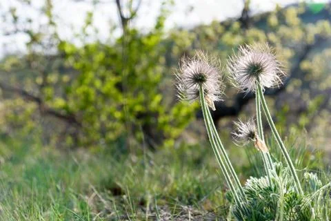Wild dandelion closeup Stock Photos
