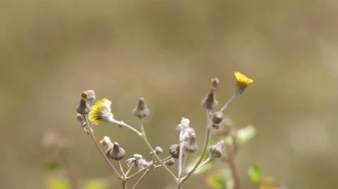 Wild dandelion flower and wind Stock Footage 47791816