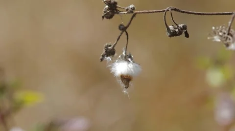 Wild dandelion flower Stock Footage 47791825
