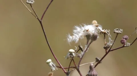Wild dandelion flower shoot moving with the wind 스톡 동영상 47792143