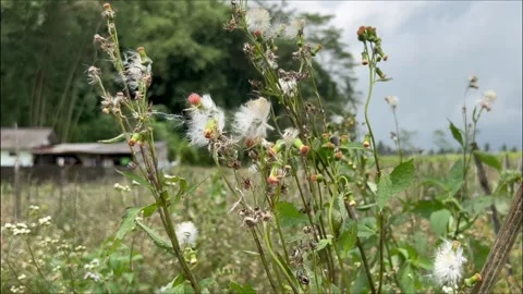Wild Dandelion Flower Swaying in the Wind 스톡 동영상 340139468