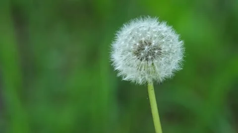Wild dandelion flowers and wind Stock Footage 51211348