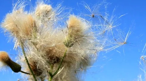 Wild dandelion Stock Footage 585853