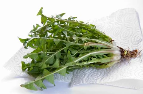 Wild dandelion on kitchen roll Stock Photos
