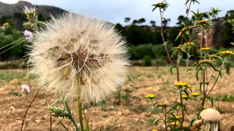 A wild dandelion in a pine forest 库存影片 123729093