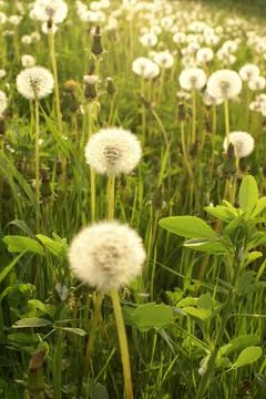 Wild Dandelions Stock Photos