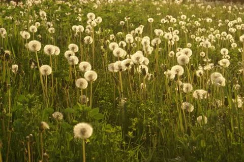 Wild Dandelions Stock Photos