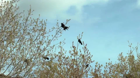 Wild dark crow looking on twig in forest Stock Footage 228060490