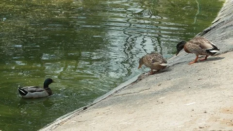Wild dark ducks slowly going down into the water for a swim. Slow motion Видео 107626337