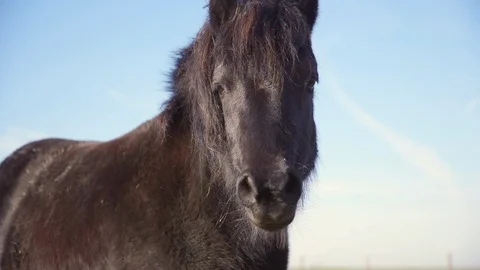 Wild dark horse looking at camera Stock Footage 85609065