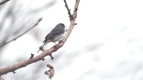 Wild Darkeyed Junco Perched in the Rain 库存影片 165134345