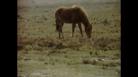 Wild Dartmoor Ponies Stock Footage 252669788