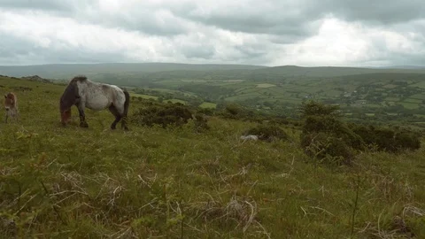 Wild Dartmoor pony grazing, Devon landscape Stock Footage 76529794