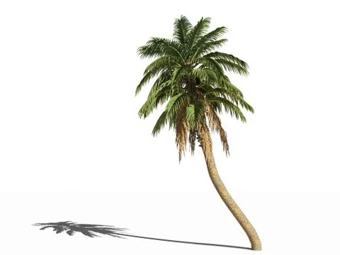 The wild date palm Stock-Illustration