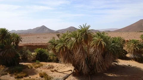 Wild Date Palm Oasis Interior Volcanic Mesa Mountain Desert Morocco Stock Footage 334816839
