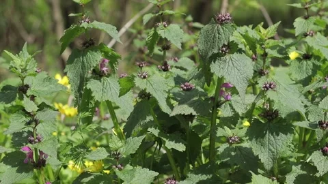Wild deaf nettle purple lamium purpureum or purple archangel flowering plant. Stock Footage 263972575