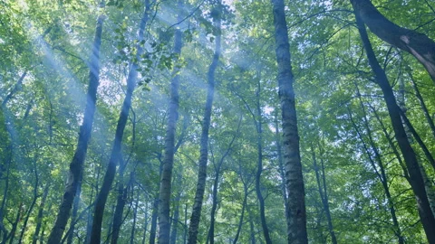 Wild deciduous forest. Forest with sunlight and shadows. Beautiful deep green Stock Footage 218885587