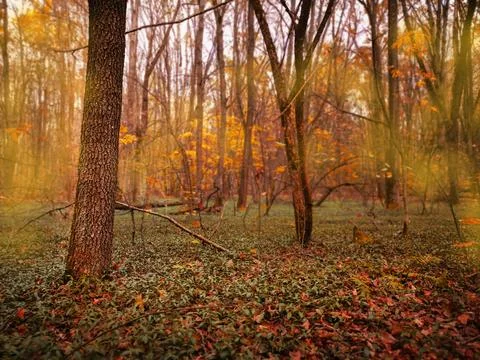 Wild deciduous forest glows with yellow and red foliage on quiet october day. Stock Photos