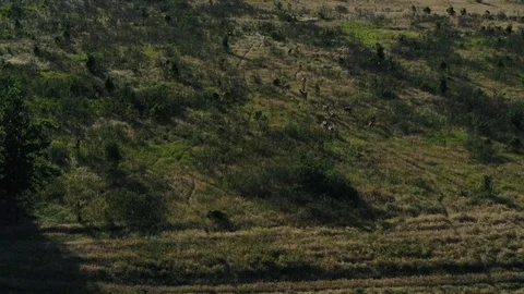 Wild deer and rams run along paths in woodlands in Russia Video stock 114177803