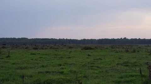 Wild deer and some deer with impressive antlers grazing on a epic savannah Stock Footage 81668513