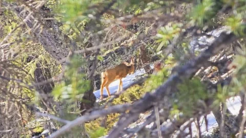 Wild deer appears between pine branches and winter undergrowth, creating an 스톡 동영상 334159249
