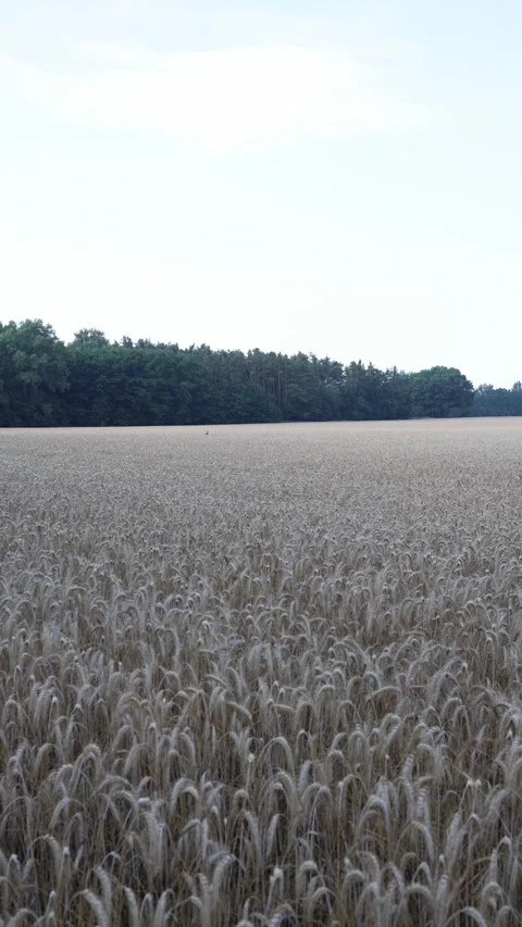 Wild deer appears in a grain field Stock Footage 340134993