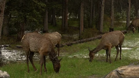 Wild deer (Banff, Canada) Video stock 89856125