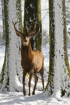 Wild deer between the trees, in the winter park with fresh snow Stock Photos