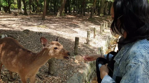 Wild deer bowing for cracker senbei in Nara Japan tourist feeding fun activ.. Stock Footage 264491020