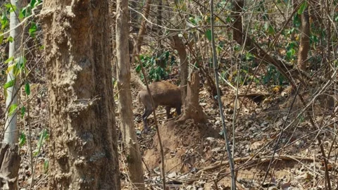 Wild deer camouflaged while foraging in dense dry forest thicket in Chiang Mai Stock Footage 345834193