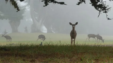 Wild deer defecating or peeing, foggy forest. Animal pooping or pissing on grass Stock Footage 197567174