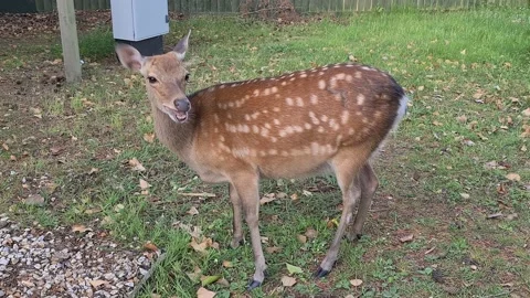 Wild deer eats grass in a residential area Stock Footage 136259199