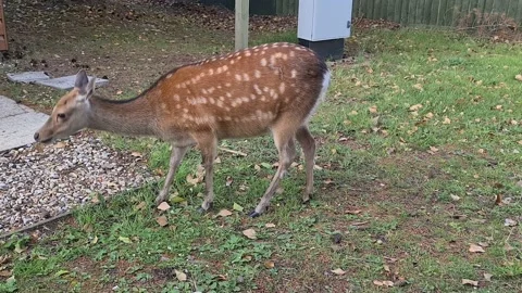 Wild deer eats grass in a residential area Stock Footage 136259486