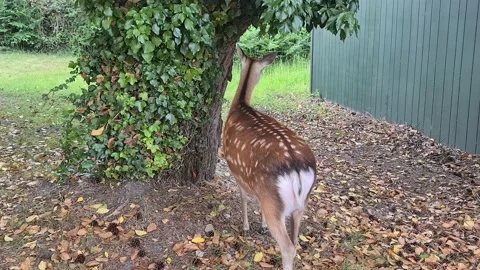 Wild deer eats leaves from a tree in a residential area Stock Footage 136260504
