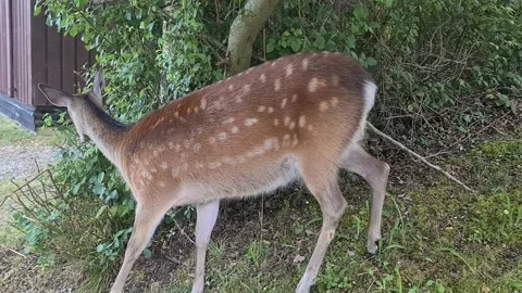 Wild deer eats leaves from a tree in a residential area Stock Footage 136260967